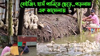 বেইজিং হাসঁ পানিতে ছেড়েপড়লাম এক ঝামেলায় 🦆 [upl. by Enegue]