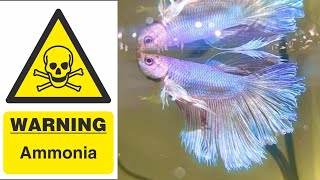 Ammonia Poisoning In Fish Aquarium [upl. by Buke]