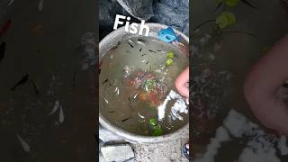 rangeen fish 🐟🐟 shorts fish viral tinding indai [upl. by Hsot]