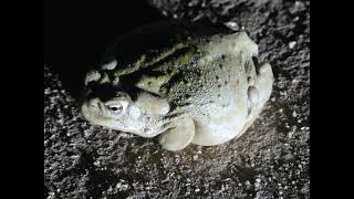 Sonoran Desert Toad Hopping [upl. by Aracaj]