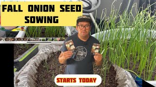 Onion Seeds Sowing Starts Now July 2024 [upl. by Pallua]