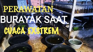 STEP BY STEP RAWAT BURAYAK SAAT PERALIHAN CUACA [upl. by Asselim893]