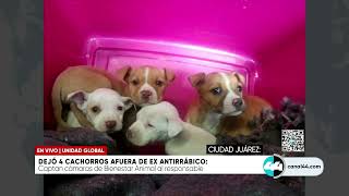 Dejó 4 cachorros afuera de ex antirrábico [upl. by Erialc]