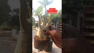 Adenium Arabecum Roots Development progress short Adeniu Arabecum Obesum indoorplants ytshorts [upl. by Pooi]