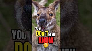 Does the WALLABY glow animals facts shorts [upl. by Nuli]