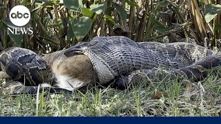 How Florida biologists discovered a Burmese python swallowing a fullygrown deer [upl. by Dunton]