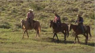 Utah Cattle Drive  Ranching RoundUp Americas Heartland [upl. by Wendeline]