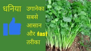 ४ दिन में धनिया उगाने का आसान तरीका। how to grow coriander in just 4 days mykichengarden [upl. by Noraj445]