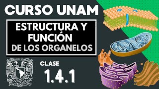 🌱 ESTRUCTURA y FUNCIÓN de los ORGANELOS CELULARES  Parte 1  Examen UNAM  Biología  La célula [upl. by Cowey]