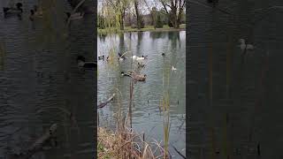 Guinea fowl flying [upl. by Kiefer]