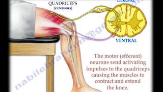 Knee Jerk Reflex  Everything You Need To Know  Dr Nabil Ebraheim [upl. by Nnaerb]