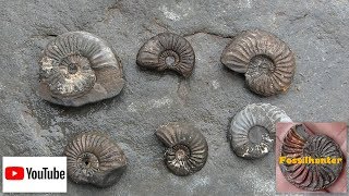 Fossil Hunting Ammoniten reinigen Fossilien suchen [upl. by Aneras]