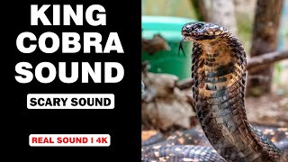 Real King Cobra Sounds  High Quality  Scary King Cobra Experience  4K [upl. by Nilson704]