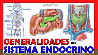 🥇 SISTEMA ENDOCRINO en 12 Minutos ¡Fácil y Sencillo [upl. by Sinnelg]