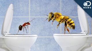 How Do Insects Poop [upl. by Yart]