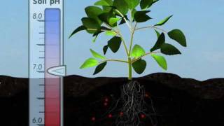 Plant Nutrition Mineral Absorption Part One [upl. by Idid]