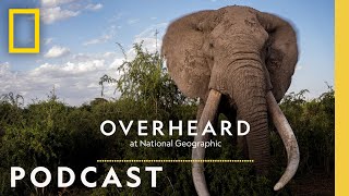 What will it take to save the savanna elephant  Podcast  Overheard at National Geographic [upl. by Dane]