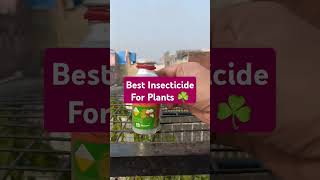 Best Insecticide For Plants ☘️ [upl. by Otrebron102]