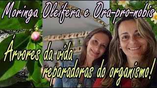 ORAPRONOBIS E MORINGA OLEÍFERA [upl. by Repsaj]