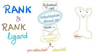 RANK and RANKLigand  How Your Bone Is Broken Down [upl. by Remot]