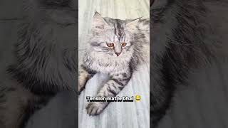 Tension khatam dog cat cats funny [upl. by Amity]