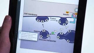 Lippincotts Illustrated Reviews Biochemistry  Harvey amp Ferrier [upl. by Nnainot371]