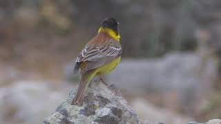 Birdwatching in Lesvos [upl. by Htedirem405]