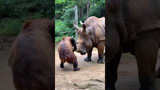 Brown Bear Attacks Rhino for Revengebear anime wildlife rhino [upl. by Aibar45]