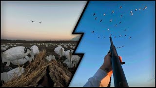 Missouri Snow Goose Hunting  2024 CONSERVATION ORDER [upl. by Blanchard233]