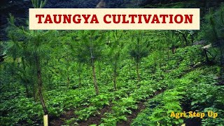 Taungya Cultivation or Hill cultivation [upl. by Welch]