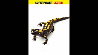 Superpower Lizard 😱 shorts facts salamandar keşfet [upl. by Dominick]