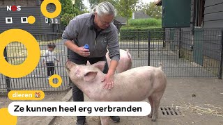 Kinderboerderij zoekt zonnebrand om varkens mee in te smeren [upl. by Claudianus]