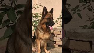 Long coat german sh germanshepherd dogfood doberman doglover longhairgsdpuppiesforsale epherd [upl. by Millwater]