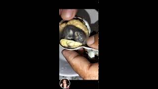 Balut a Fertilized egg embryo well known as 1 exotic food in ph [upl. by Nonregla]