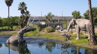 La Brea Tar Pits [upl. by Katee171]