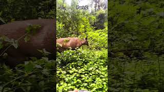 Unknown animal found in parkfunny comedy viralreels viralvideo travel unknown animals [upl. by Ardnasil]