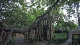 Jhenaidah Big Banyan Tree in Asia [upl. by Kermie94]