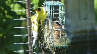 Couple de chardonneret qui font leur nid Yellow goldfinches that make their nest [upl. by Nyltiak]