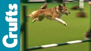 Agility  Team  Medium  Semi Finals  Crufts 2012 [upl. by Irmo168]