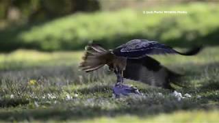 Red Kites Milvus milvus at Feeding Station [upl. by Cullan]