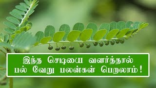 Keezhanelli Benefits in Tamil  Phyllanthus niruri Benefits [upl. by Neyut523]