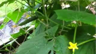 How to Grow More Cucumbers Per Plant [upl. by Spada]