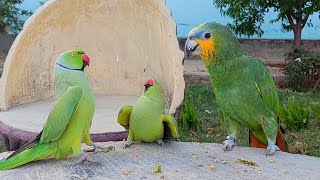 Amazing Talking Parrots Greeting Each Other  Shafin Parrot Found New Love [upl. by Zrike]