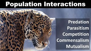 Population Interaction Predation Competition Parasitism Commensalism mutualism [upl. by Beberg593]