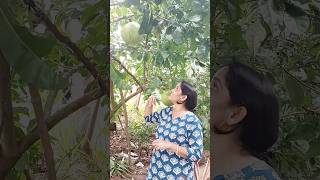 കമണ്ഡലു Kamandalufruit Calabashtree shortsvideo RajiSMenon [upl. by Egon875]