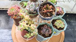 Exotic succulents are almost ready for winter home succulents indoorplants wintercare [upl. by Hyps88]