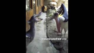 Shoebill Stork Goes At It With A Marabou Stork [upl. by O'Malley377]