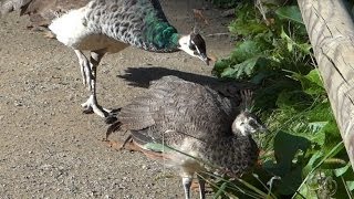 Female Indian Peafowl peahen with their 3 chicks  Pfauenhenne mit ihren 3 Küken [upl. by Ronaele]