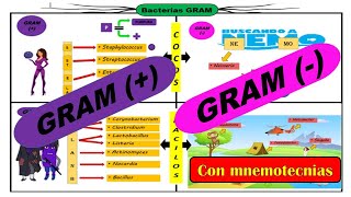 Bacterias Cocos y bacilos Gram positivas  y cocos y bacilos Gram negativas  con MNEMOTECNIAS [upl. by Callie]