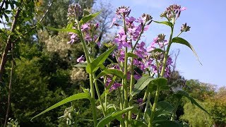 Hesperis matronalis medicinal plant [upl. by Ettie]